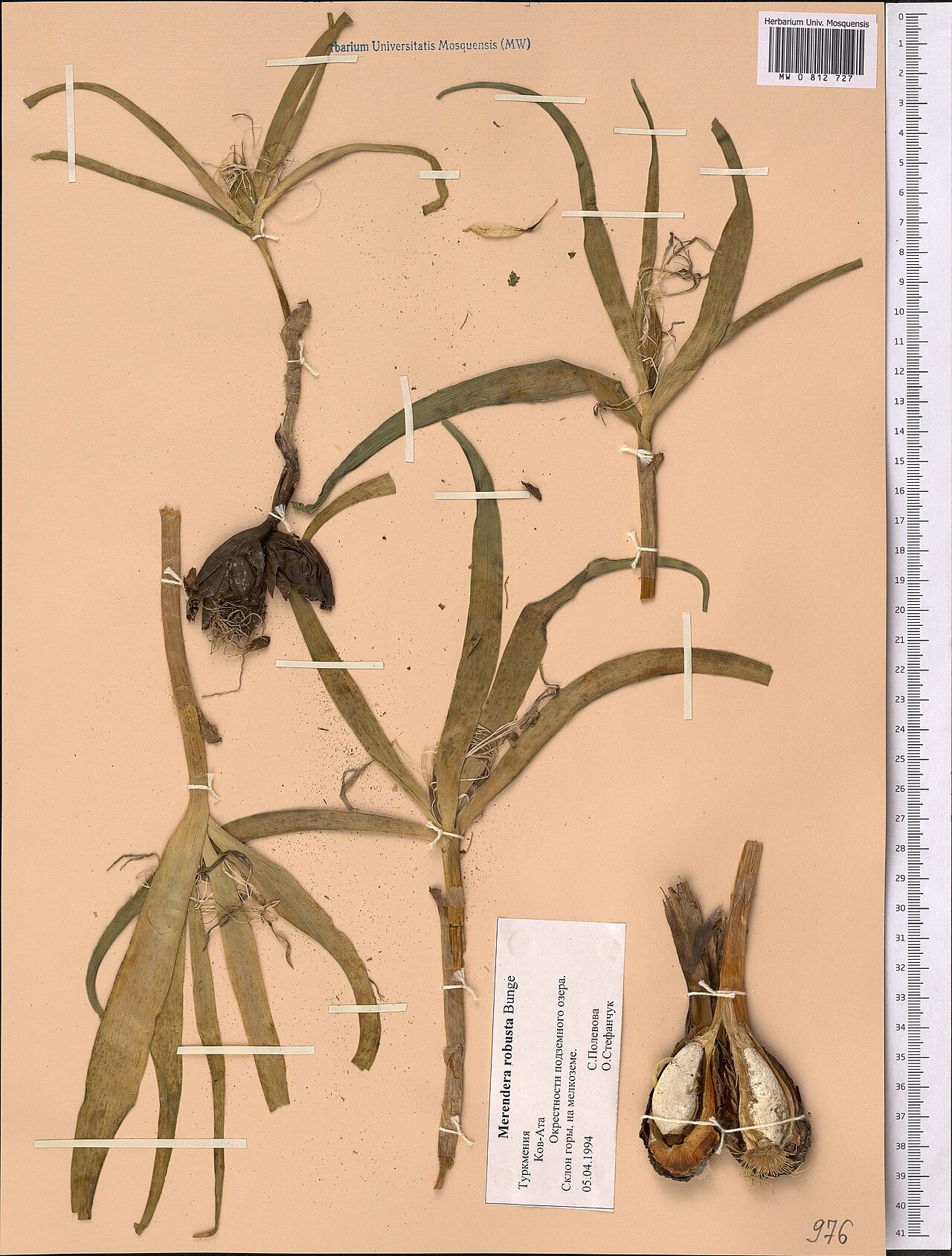Colchicum robustum: Colchicum robustum — Herbarium specimen from Turkmenistan. Collected by Polevova S. (1994-04-05). Recorded in GBIF occurrence 1798984496 .