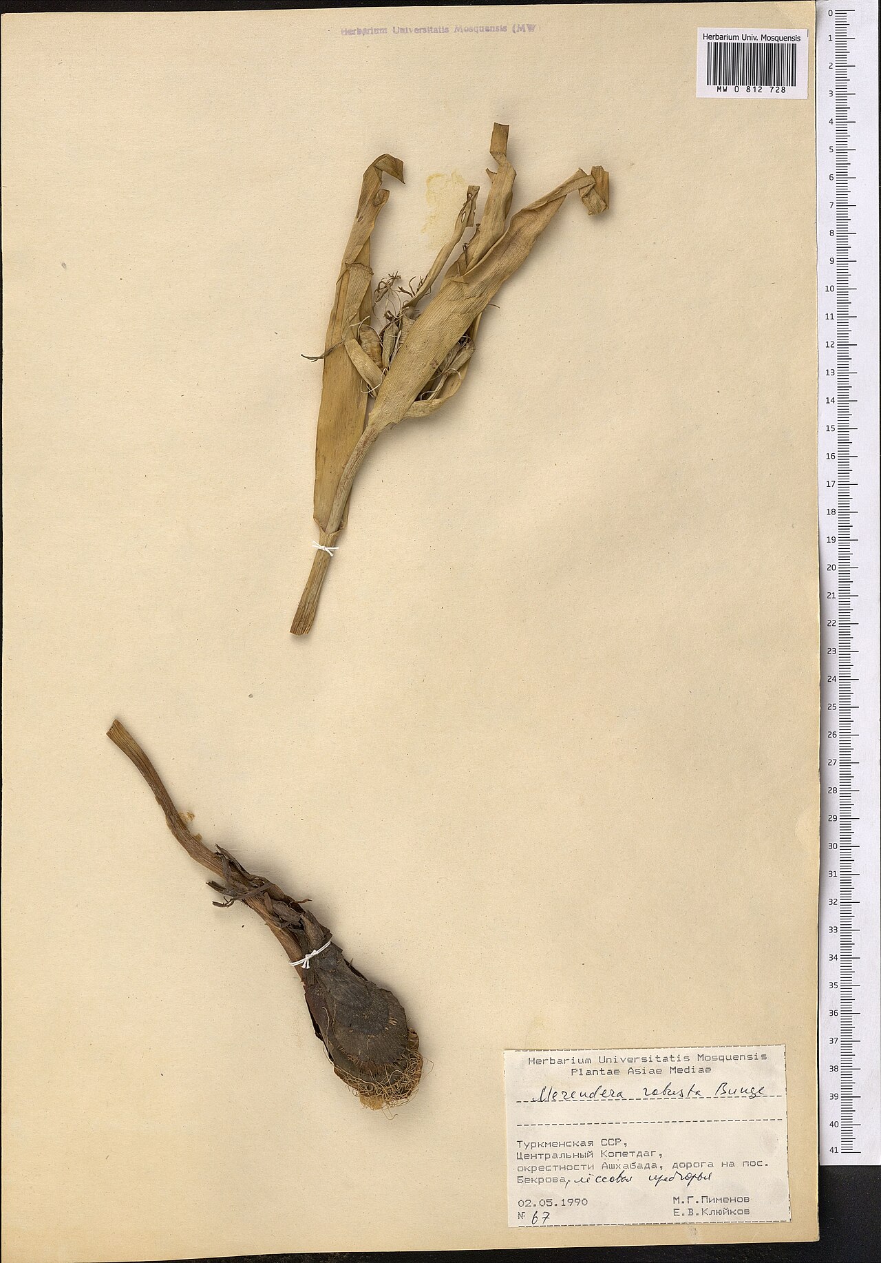 Colchicum robustum: Colchicum robustum — Herbarium specimen from Туркменская ССР, Центральный Копетдаг, окрестности Ашхабада, дорога на пос. Бекрова, лессовые предгорья., Turkmenis