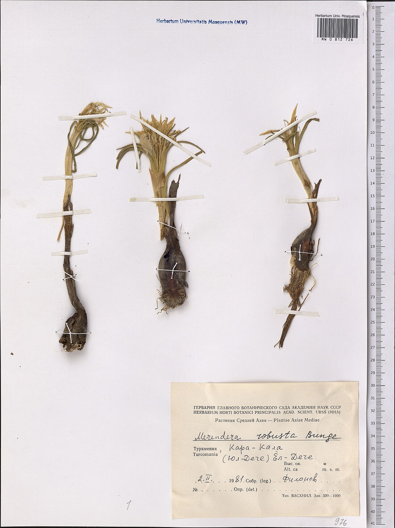 Colchicum robustum: Colchicum robustum — Herbarium specimen from Туркмения, Кара-Кала, (Юл-Дече) Ёл-Дече. == Turcomania., Turkmenistan. Collected by Filonov (1981-02-02). Recorded