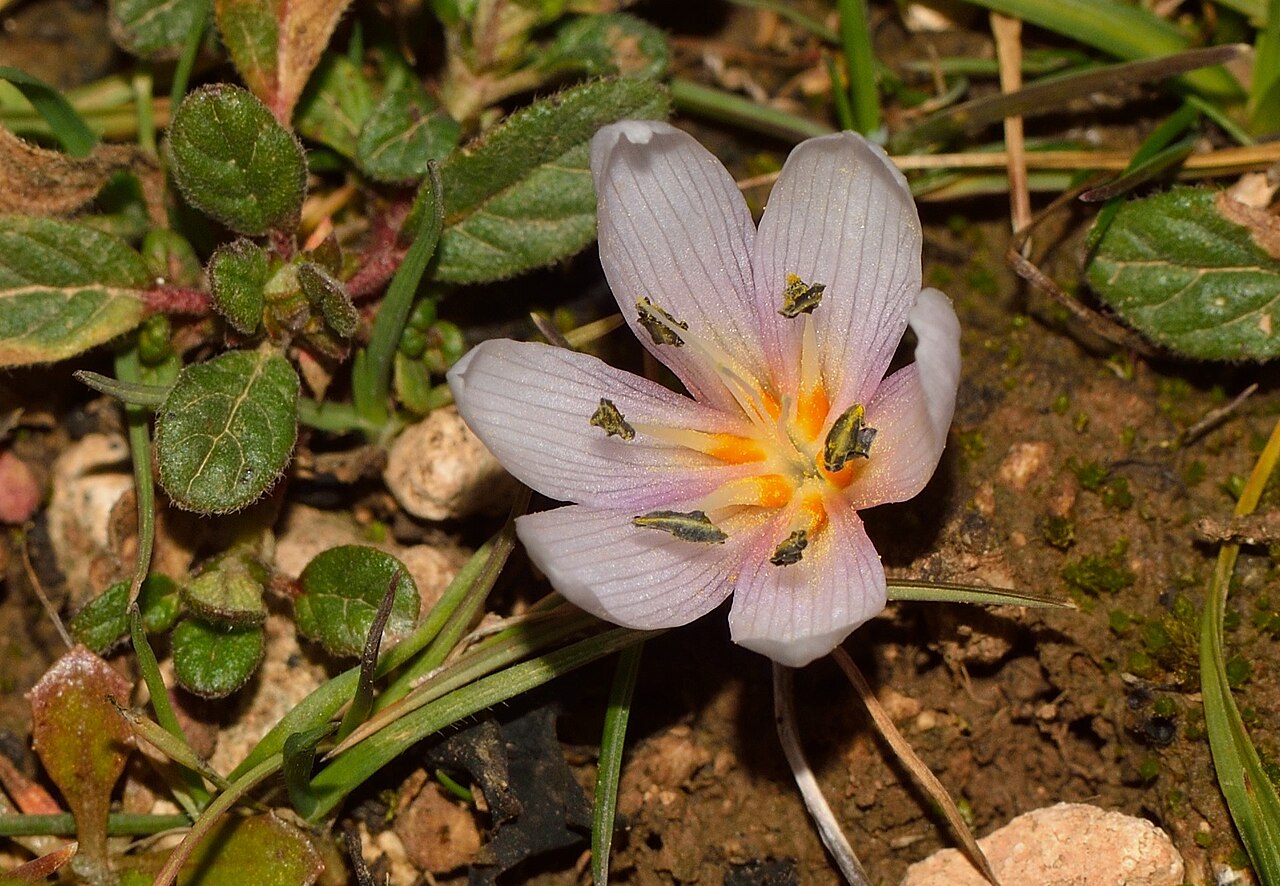 Colchicum serpentinum: Colchicum serpentinum
