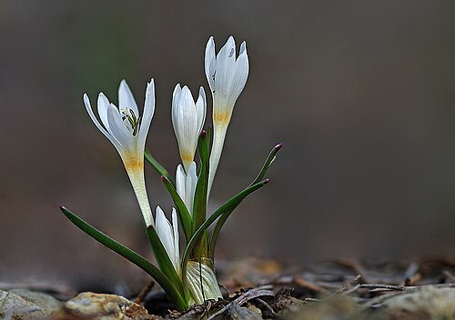 Colchicum serpentinum: White winter crocus (Colchicum serpentinum Woronow Ex Miscz.(1912)). Çukurova University, Adana - Turkey.