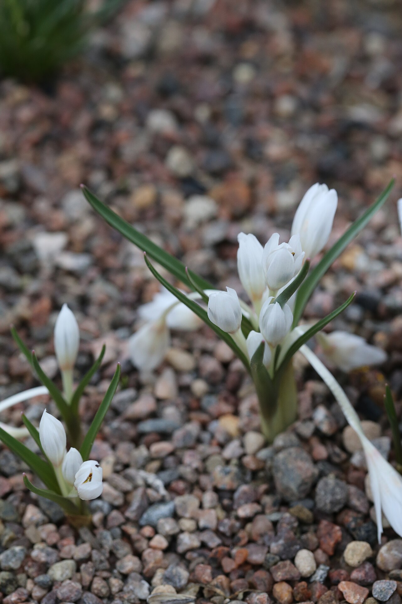 Colchicum serpentinum: Colchicum serpentinum at Gothenburg botanical garden in 2015. Plant id: 1990-1710 p W; KPPZ 90-051