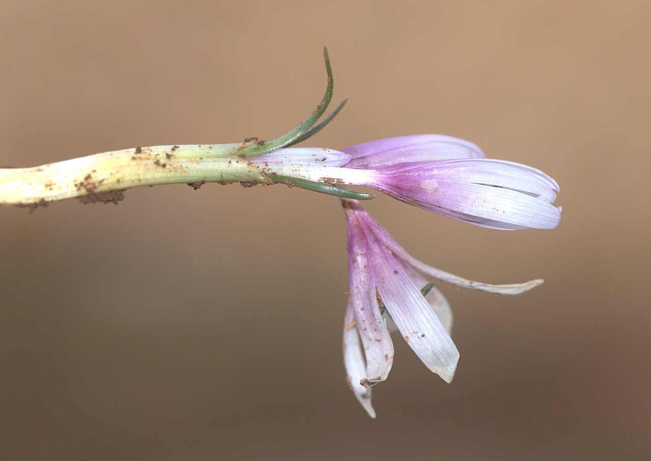 Colchicum serpentinum: Pizîlaqa kûçikan