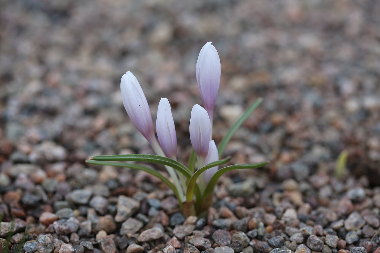 Colchicum serpentinum: Colchicum serpentinum at Gothenburg botanical garden in 2015. Plant id: 2004-2474 p W; Zetterlund, BATMAN 315