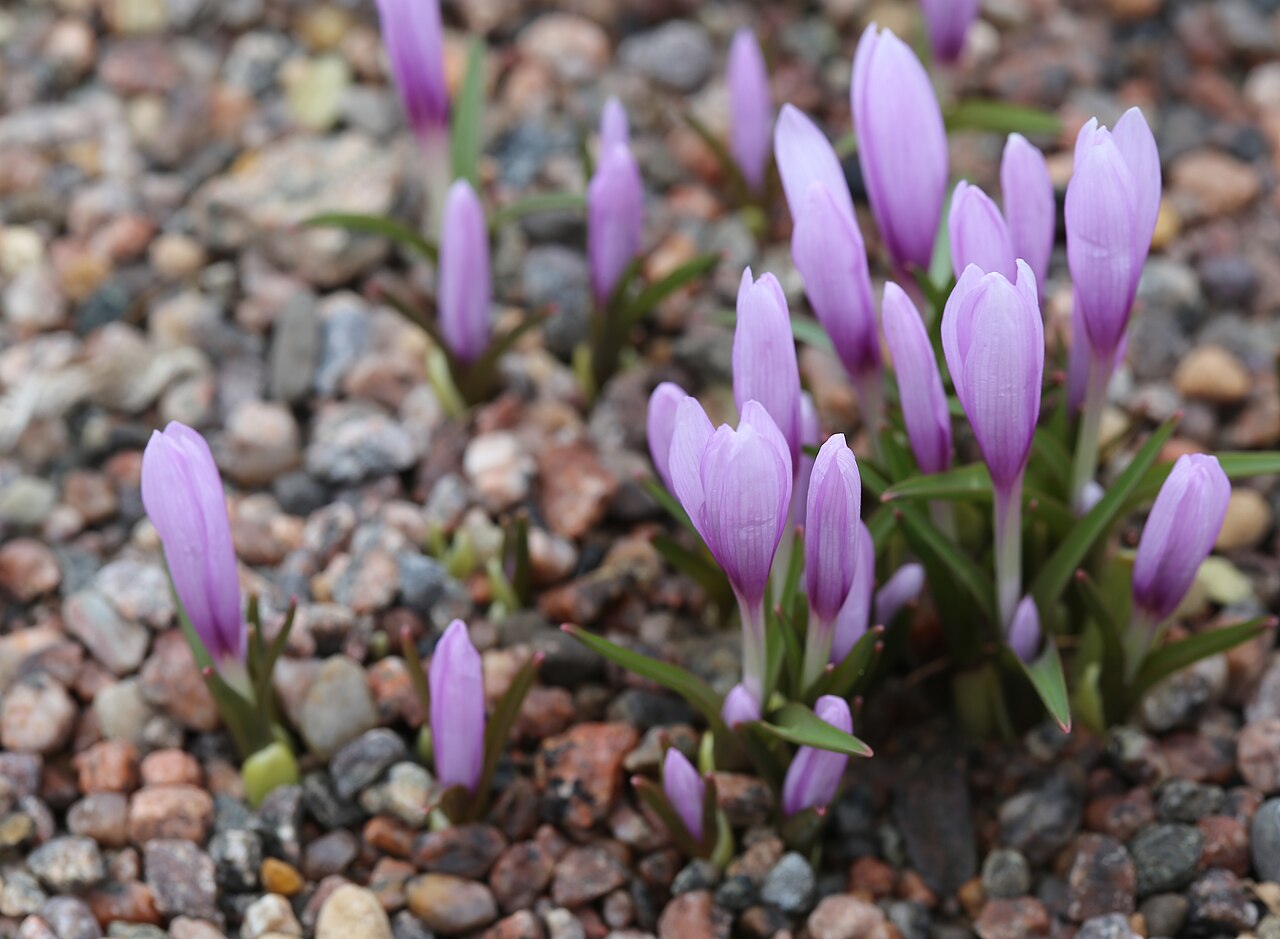 Colchicum serpentinum: Colchicum serpentinum at Gothenburg botanical garden in 2015. Plant id: 2004-2450 p W; Zetterlund, BATMAN 276