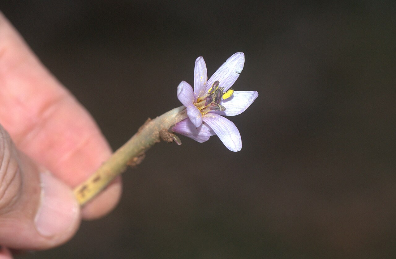 Colchicum serpentinum: Pizîlaqa kûçikan
