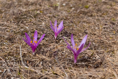 Greuter's colchicum (Colchicum trigynum)