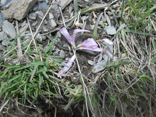 Greuter's colchicum (Colchicum trigynum)