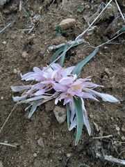 Greuter's colchicum (Colchicum trigynum)