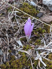 Greuter's colchicum (Colchicum trigynum)