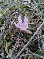 Greuter's colchicum (Colchicum trigynum)