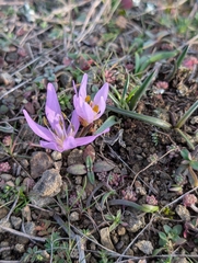 Greuter's colchicum (Colchicum trigynum)