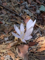 Colchicum troodi (Colchicum troodi)