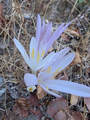 Colchicum troodi (Colchicum troodi)
