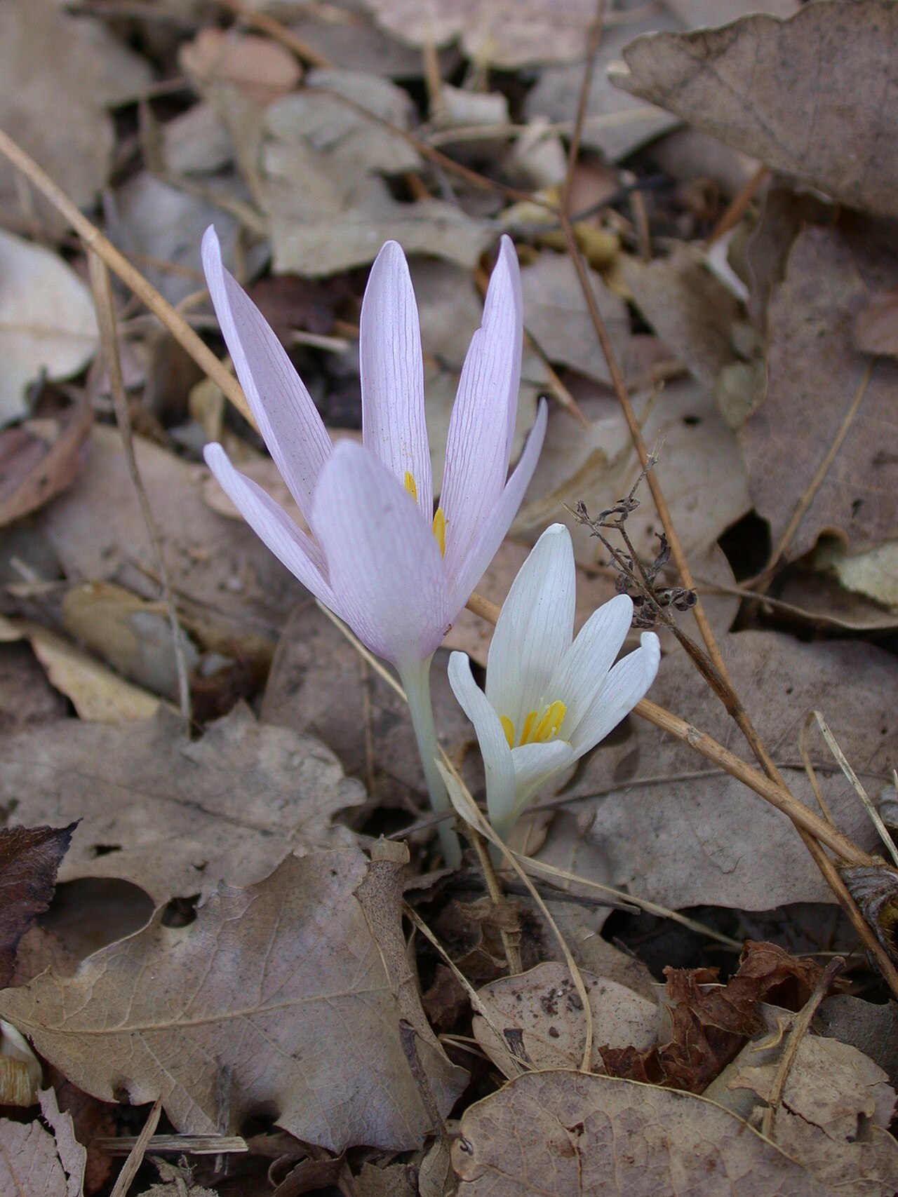 Colchicum troodi: Colchicum troodi Kotschy (סתוונית בכירה), Mount Meron, Upper Galilee, Israel, October 10, 2006. Other names: Colchicum decaisnei Boiss.