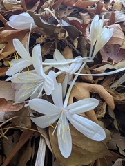 Colchicum troodi (Colchicum troodi)