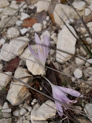 Colchicum troodi (Colchicum troodi)