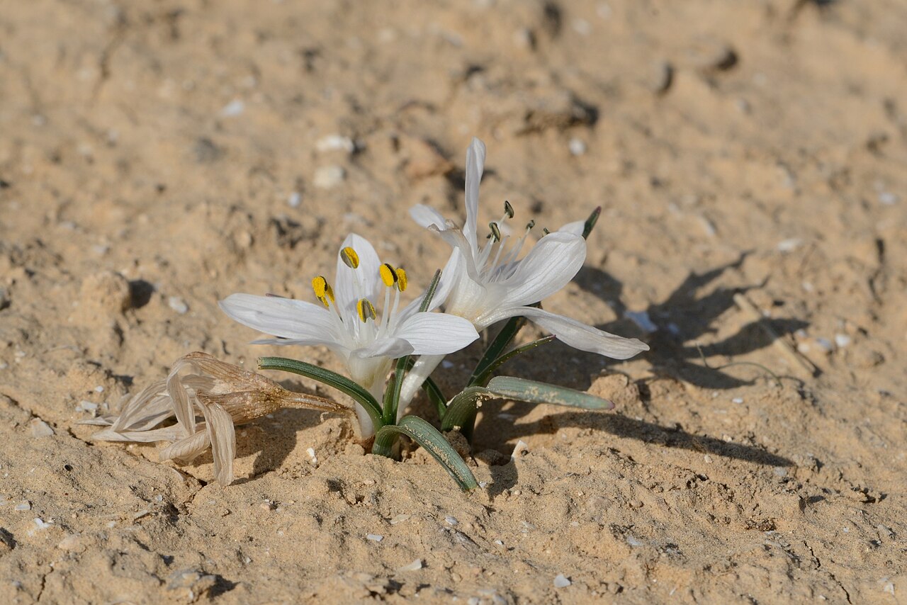 Colchicum tuviae: Colchicum tuviae Feinbrun, Beer Sheba, Israel, December 16, 2011.