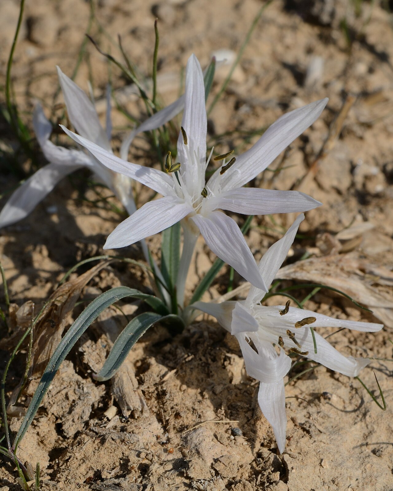 Colchicum tuviae: Colchicum tuviae Feinbrun, Beer Sheba, Israel, December 16, 2011.