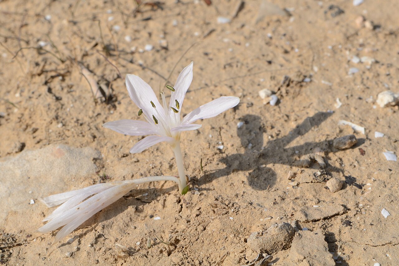 Colchicum tuviae: Colchicum tuviae Feinbrun, Beer Sheba, Israel, December 16, 2011.