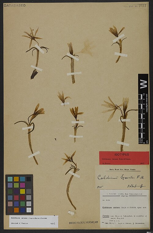Colchicum varians: Colchicum varians — Herbarium specimen from Persia, inter Kom et Sultanabad, in montibus ad pagum Raguird, 1600 m. s. m., Iran. Collected by Bornmüller,J.F.N. I