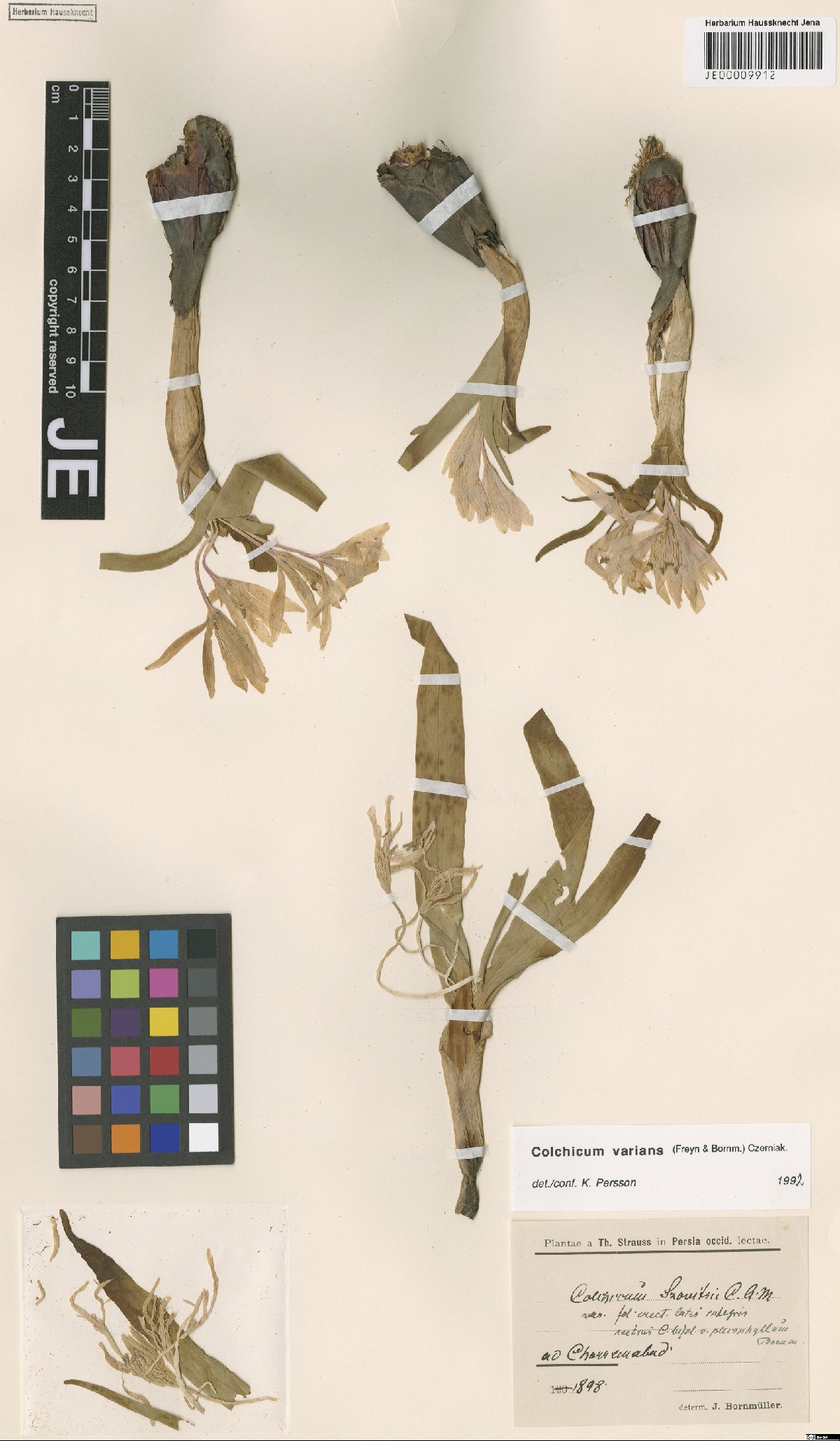 Colchicum varians: Colchicum varians — Herbarium specimen from ad Chorremabad, Iran. Collected by Strauss,T. (1898). Recorded in GBIF occurrence 3029007910 .