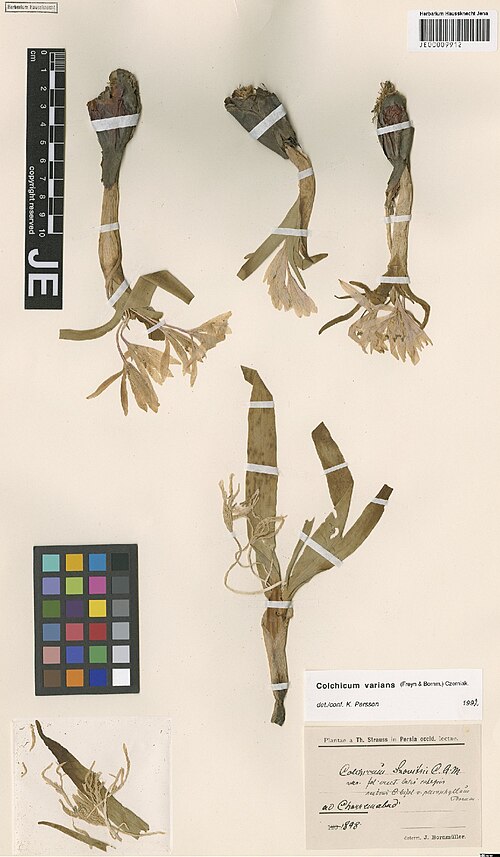 Colchicum varians: Colchicum varians — Herbarium specimen from ad Chorremabad, Iran. Collected by Strauss,T. (1898). Recorded in GBIF occurrence 3029007910 .