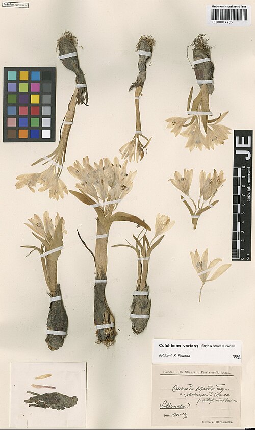 Colchicum varians: Colchicum varians — Herbarium specimen from Sultanabad, Iran. Collected by Strauss,T. (1895-04-20). Recorded in GBIF occurrence 3029007842 .