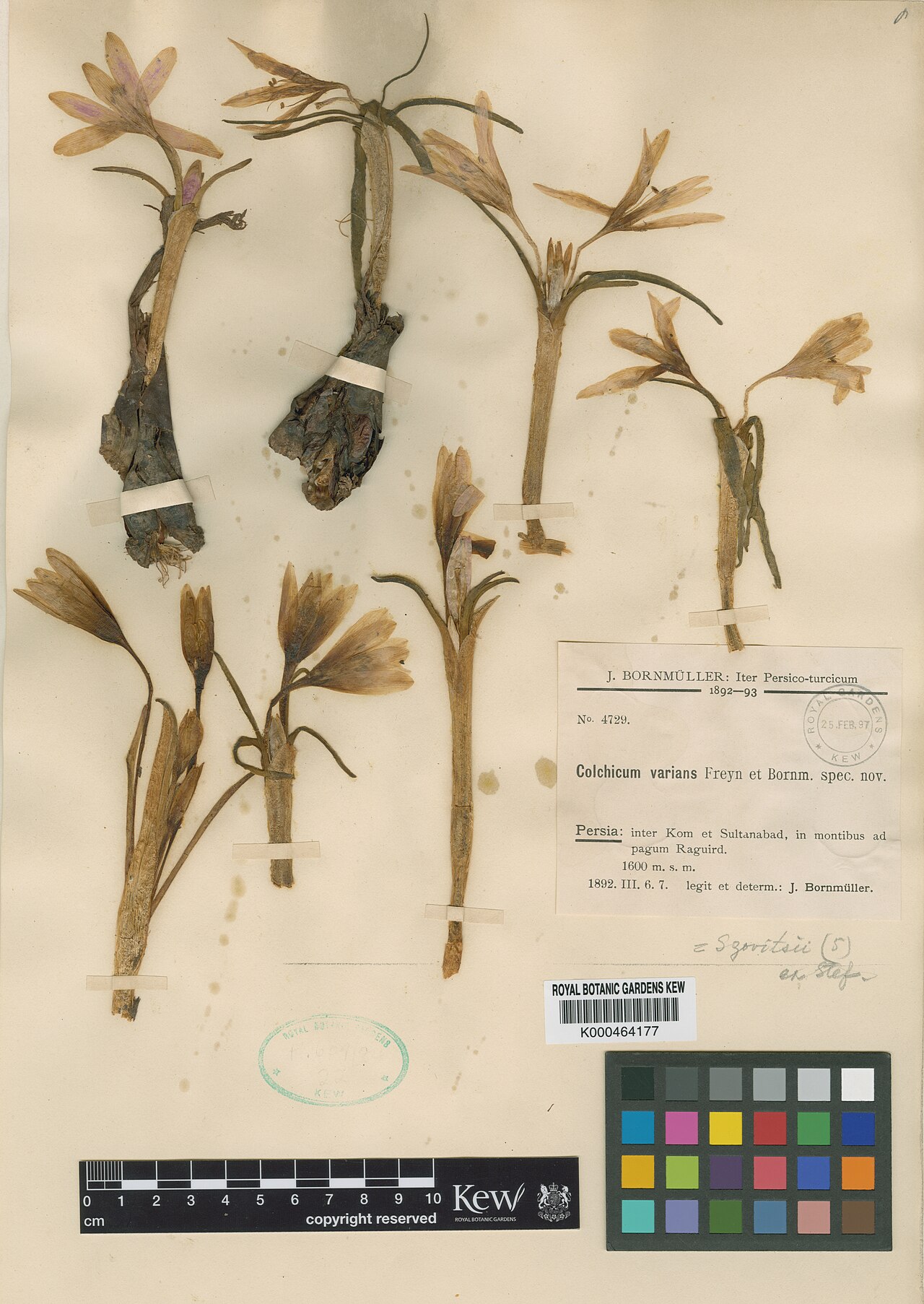 Colchicum varians: Colchicum varians — Herbarium specimen from Inter Kow et Sultanabad, in montibus ad pagum Raguird., Iran. Collected by Bornmüller, J.F.N. (1892-03-06). Recorded