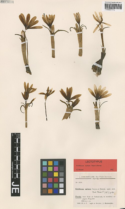 Colchicum varians: Colchicum varians — Herbarium specimen from inter Kom et Sultanabad, in montibus ad pagum Raguird, 1600 m, Iran. Collected by Bornmüller,J.F.N. Iter persico-tur