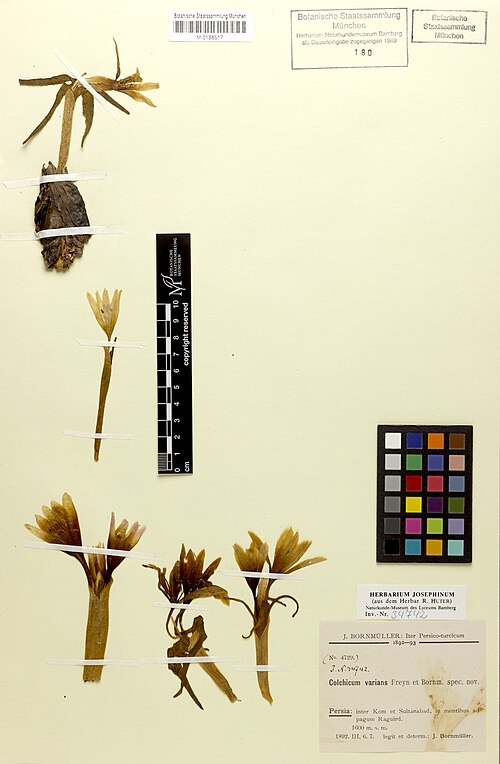 Colchicum varians: Colchicum varians — Herbarium specimen from Persia, inter Kom et Sultanabad, in montibus ad pagum Raguird., Iran. Collected by Bornmüller, J.F.N. (no. 4729) (18