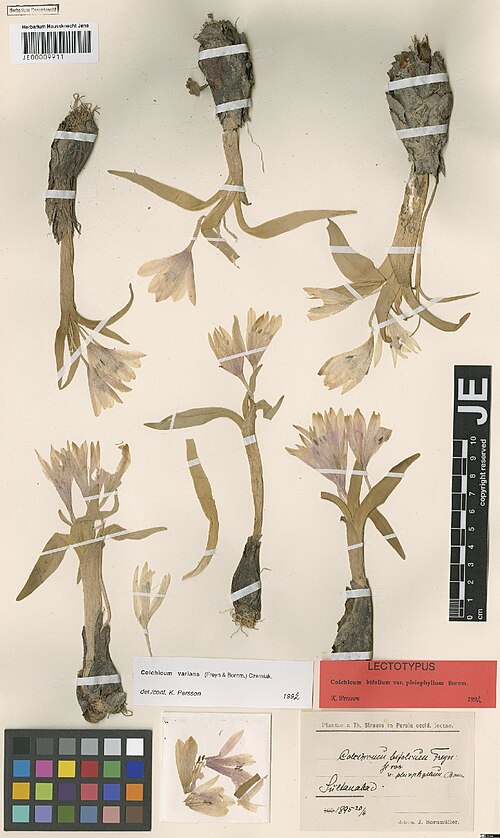 Colchicum varians: Colchicum varians — Herbarium specimen from Sultanabad, Iran. Collected by Strauss,T. (1895-04-20). Recorded in GBIF occurrence 3029007912 .
