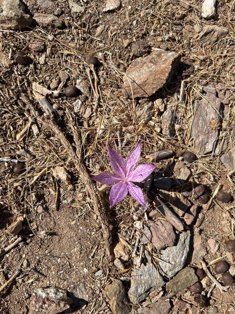 Colchicum variegatum (Colchicum variegatum)