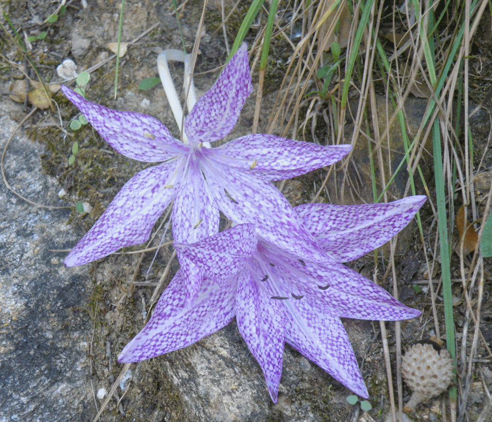 Colchicum variegatum: Colchicum variegatum