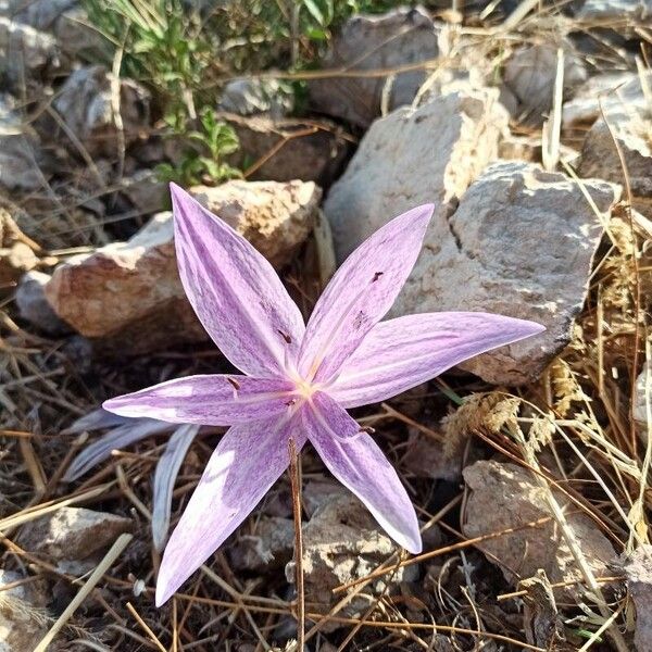 Colchicum variegatum (Colchicum variegatum)