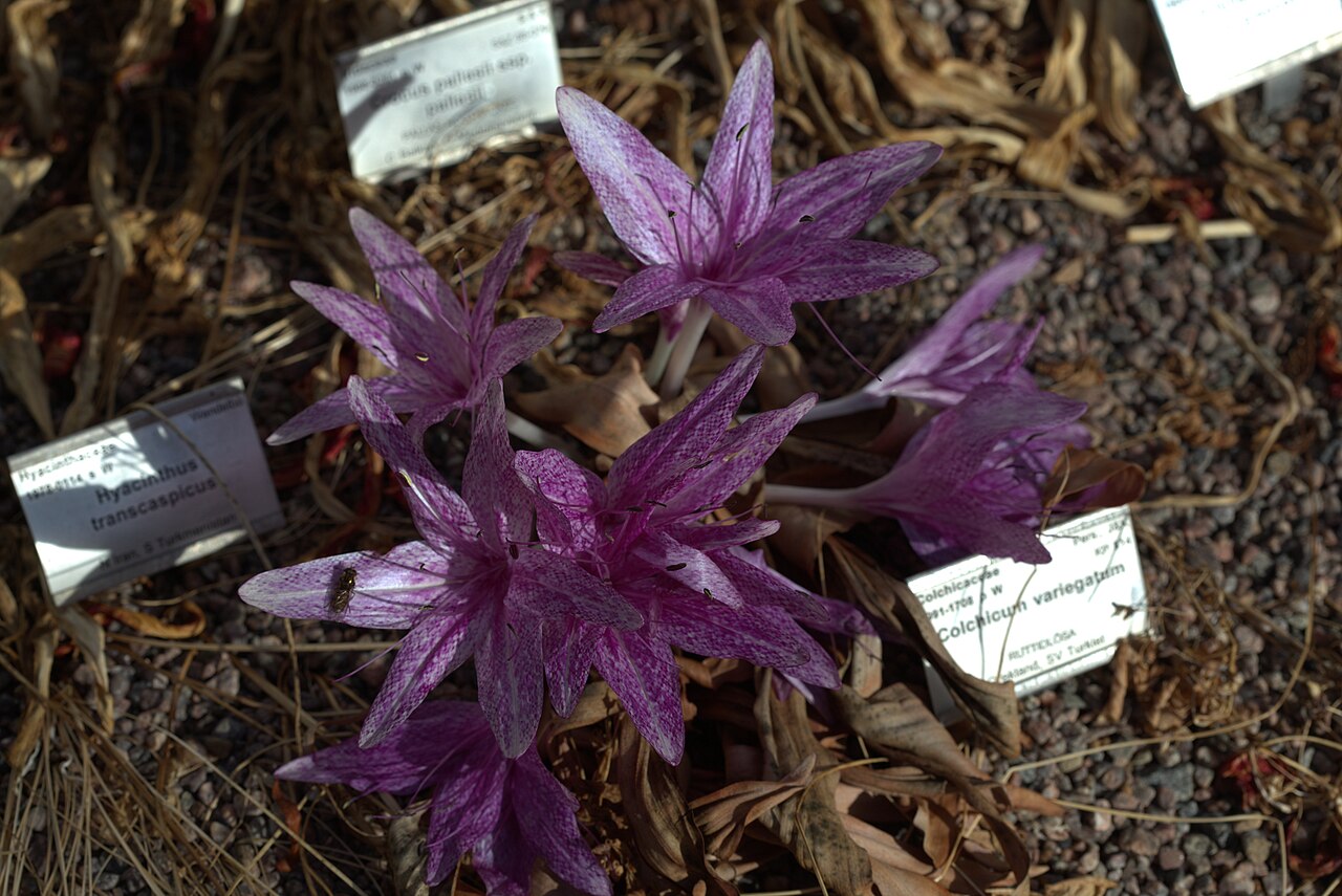 Colchicum variegatum: Colchicum variegatum at Gothenburg Botanical Garden. Plant id: 1991-1708 p W -- Pers., J&K KP 514
