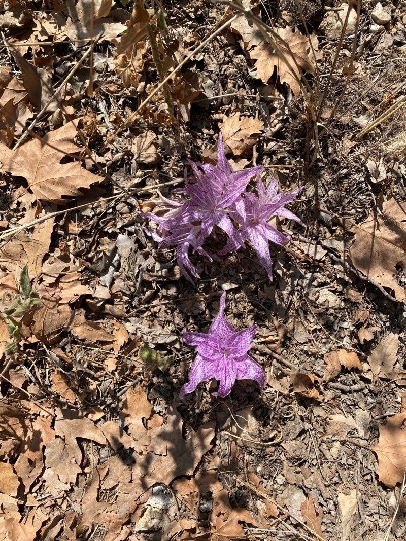 Colchicum variegatum (Colchicum variegatum)