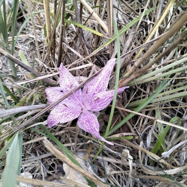 Colchicum variegatum (Colchicum variegatum)