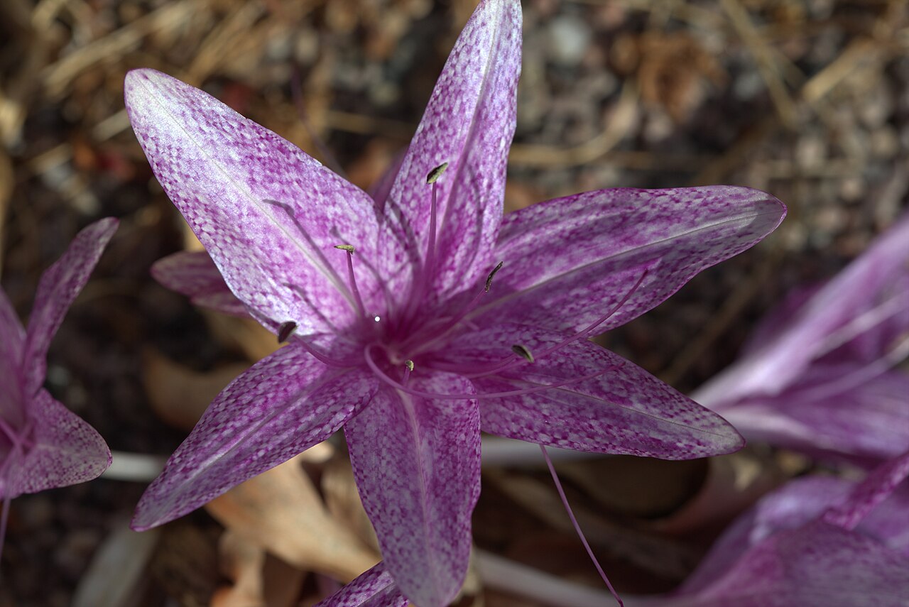 Colchicum variegatum: Colchicum variegatum at Gothenburg Botanical Garden. Plant id: 1991-1708 p W -- Pers., J&K KP 514