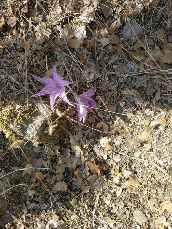 Colchicum variegatum (Colchicum variegatum)