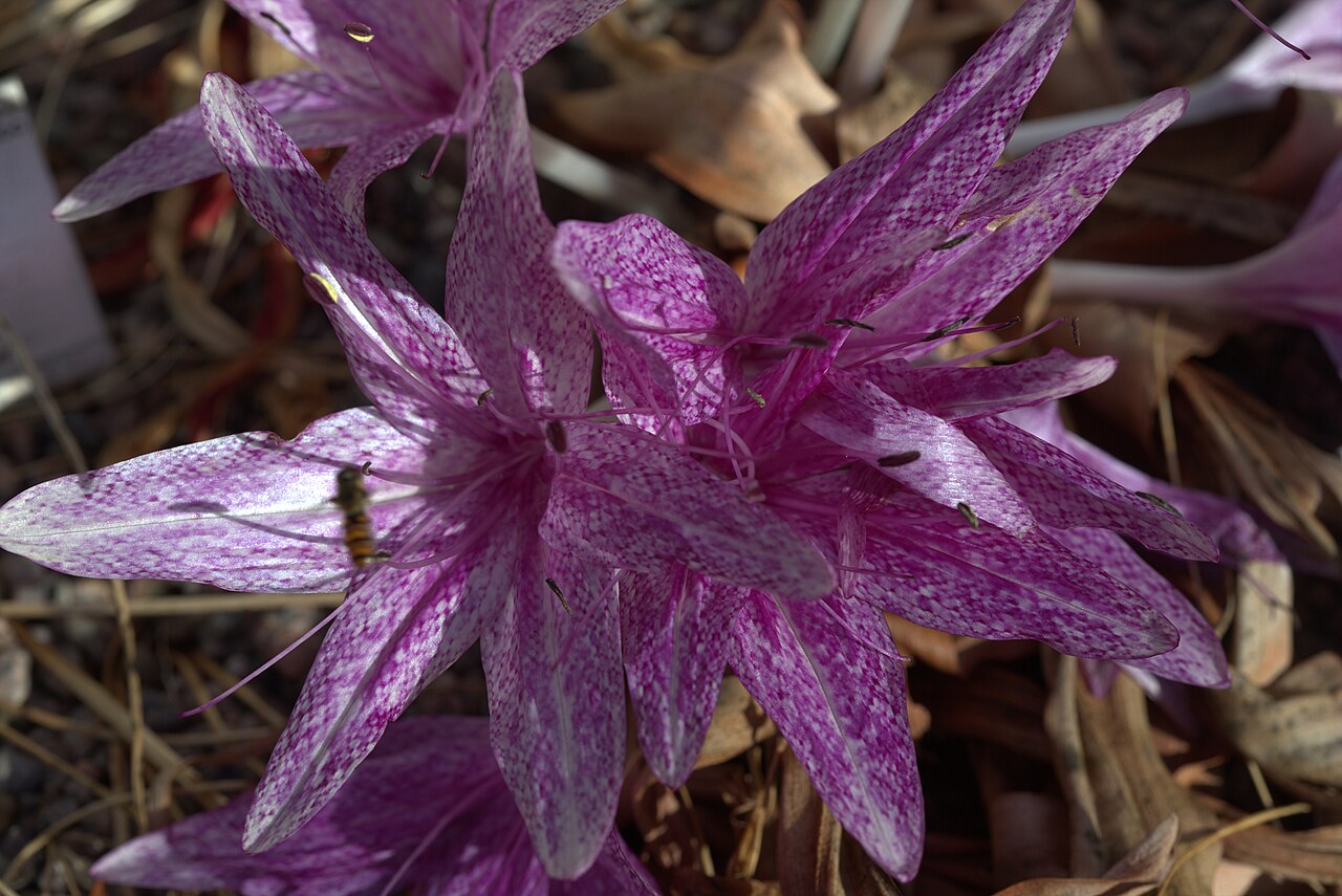 Colchicum variegatum: Colchicum variegatum at Gothenburg Botanical Garden. Plant id: 1991-1708 p W -- Pers., J&K KP 514