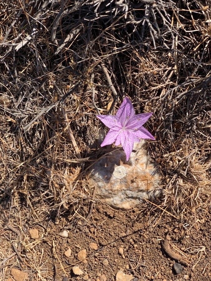 Colchicum variegatum (Colchicum variegatum)