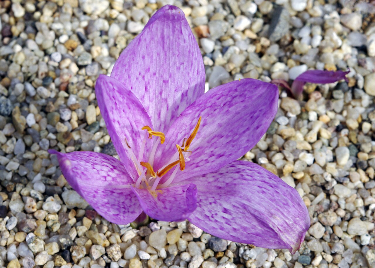 Colchicum variegatum: A flower of "Autumn bitter crocus" (Colchicum variegatum).