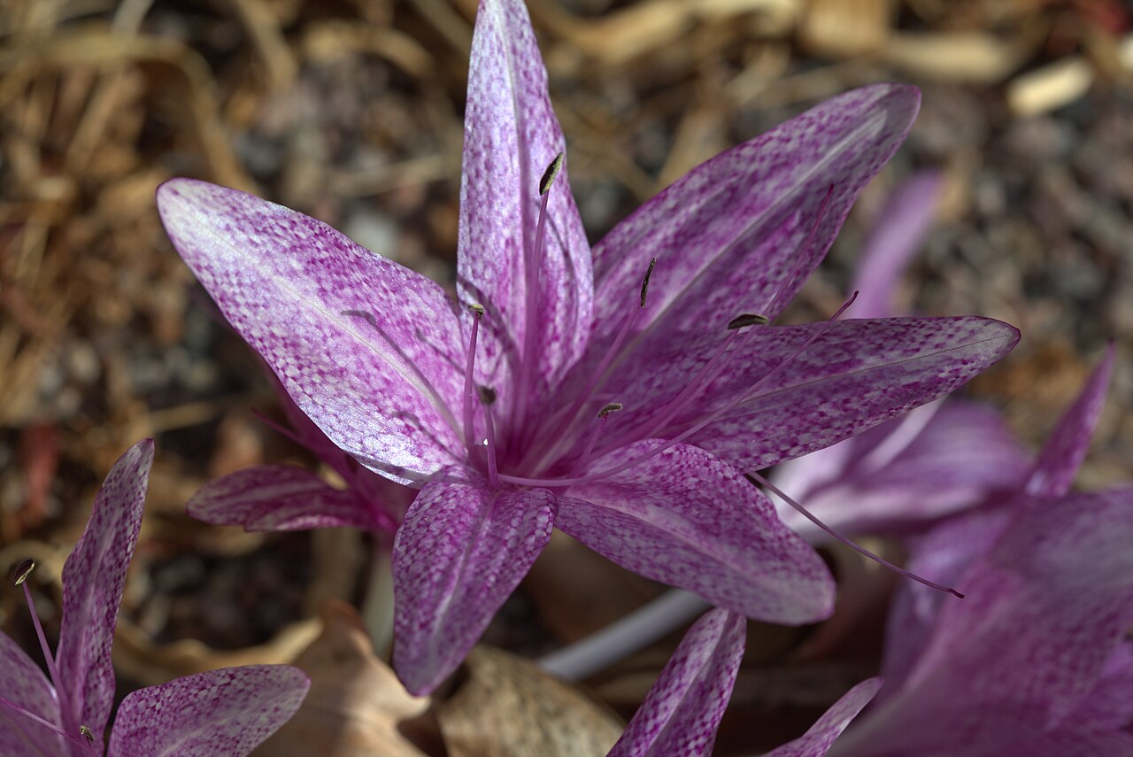 Colchicum variegatum: Colchicum variegatum at Gothenburg Botanical Garden. Plant id: 1991-1708 p W -- Pers., J&K KP 514