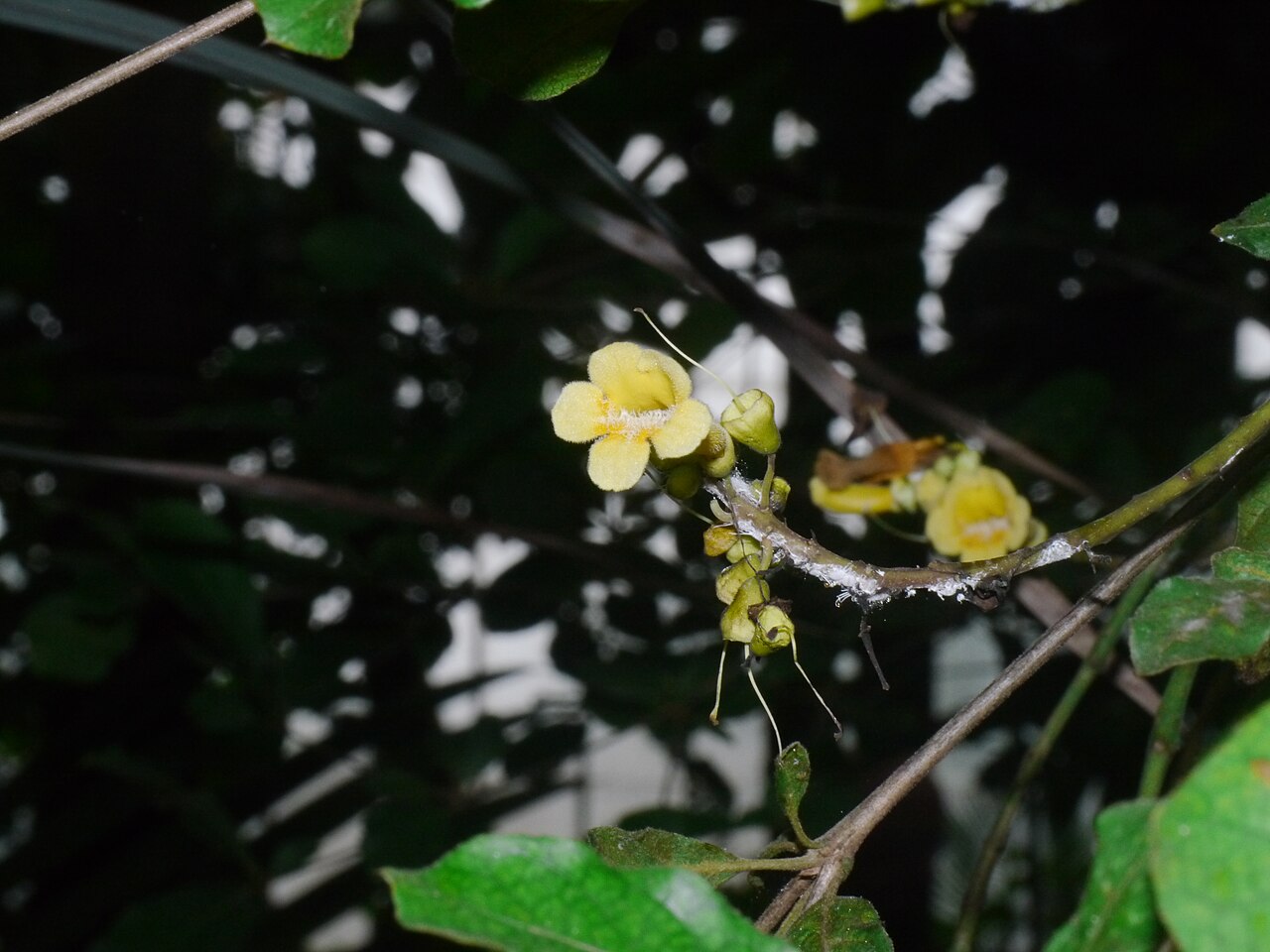 Colea floribunda: Flowers of Ophiocolea floribunda taken at Kew Botanical Garden