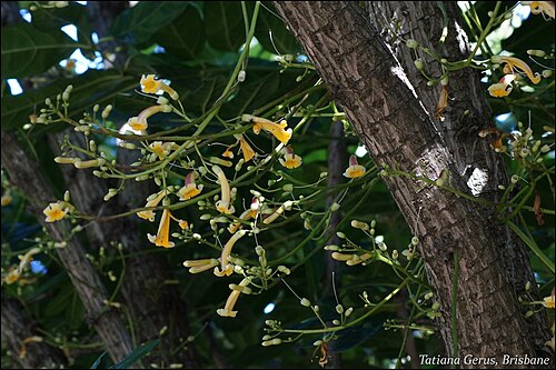 Colea seychellarum: cauliflorous - production of flowers and fruits on the older branches or trunks of woody plants Tree native to Seychelles Mt. Coot-tha Botanic Garden