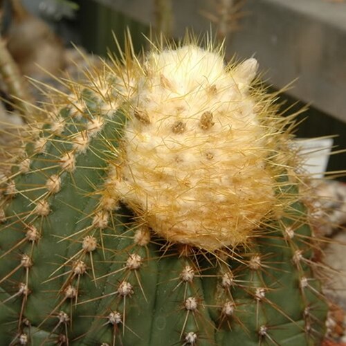 Coleocephalocereus aureus: Coleocephalocereus aureus