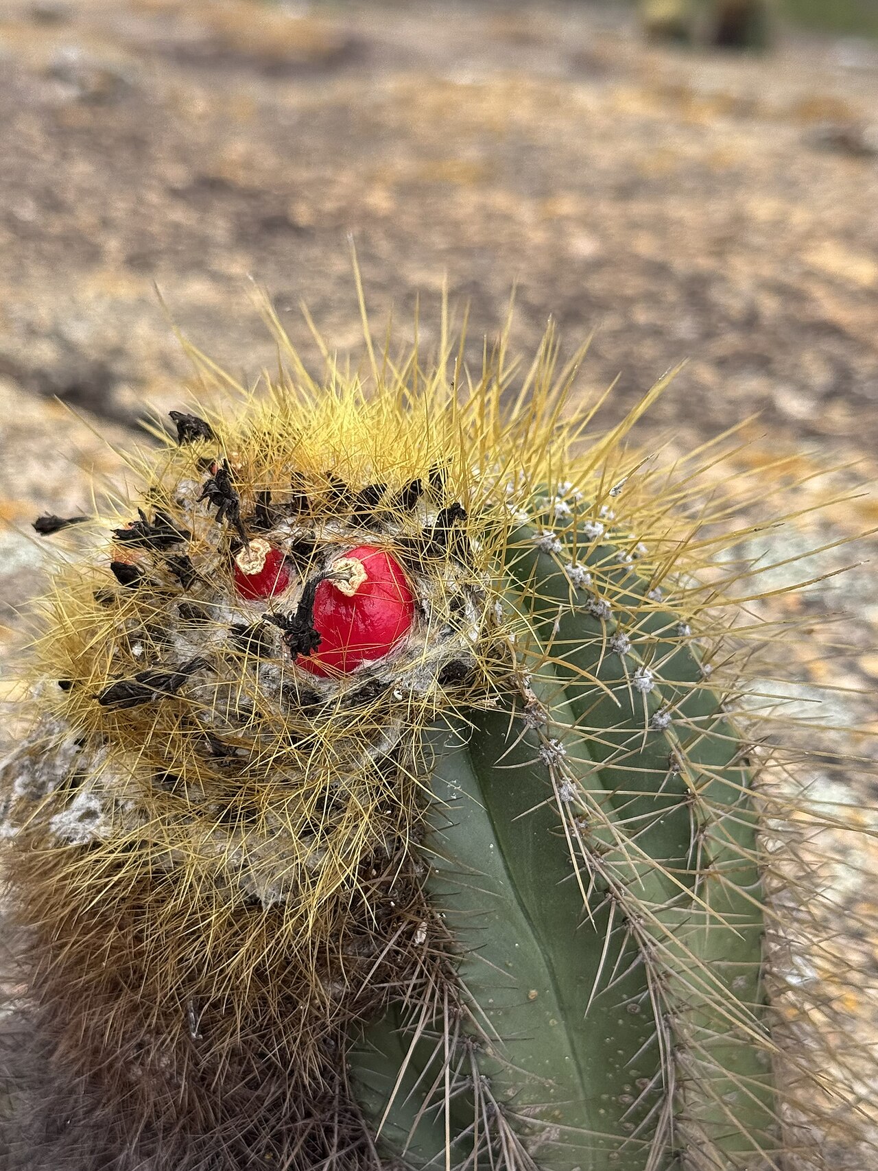 Coleocephalocereus aureus: Coleocephalocereus aureus in Brazil