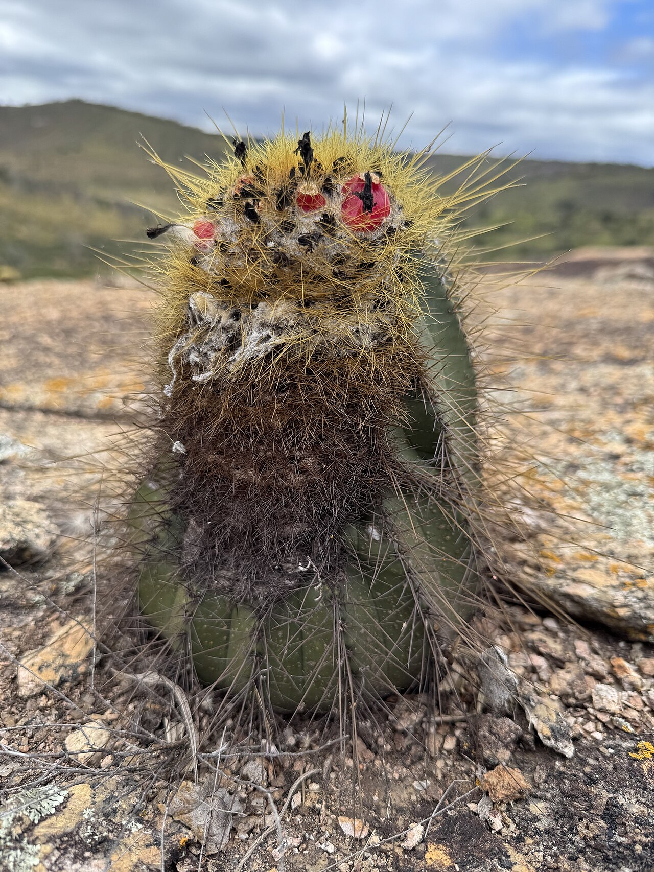 Coleocephalocereus aureus: Coleocephalocereus aureus in Brazil