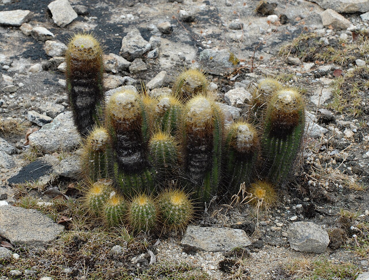 Coleocephalocereus aureus: Coleocephalocereus aureus in Brazil